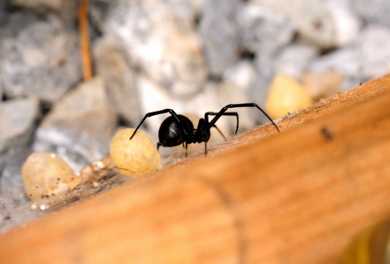 Control De Araña Madera