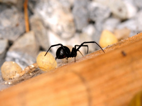 Control De Araña Madera